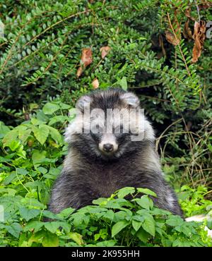 raccoon dog (Nyctereutes procyonoides), secures in thicket of a forest, Germany Stock Photo