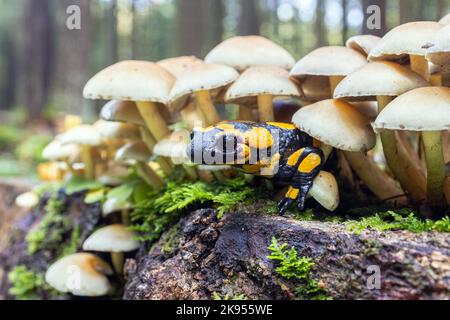 European fire salamander (Salamandra salamandra), large male lurking out of group of fungi, Germany, Bavaria, Isental Stock Photo