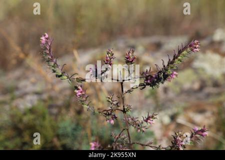 Odontites vulgaris, Odontites serotina, Orobanchaceae. A wild plant shot in the fall. Stock Photo