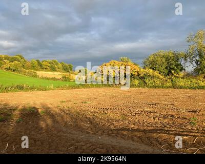 Storm clouds and evening light over autumn agricultural landscape with green field, fall trees and harvested potato field in foreground Stock Photo