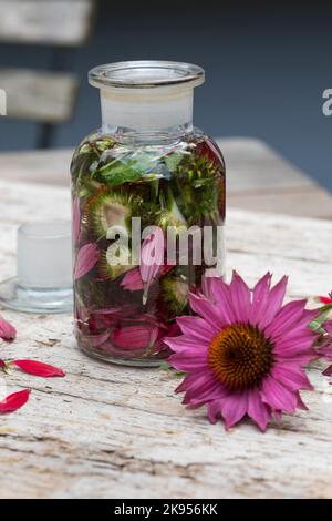 Purple Cone Flower, Eastern purple-coneflower, Purple-coneflower (Echinacea purpurea, Rudbeckia purpurea, Brauneria purpurea), homemade echinacea Stock Photo