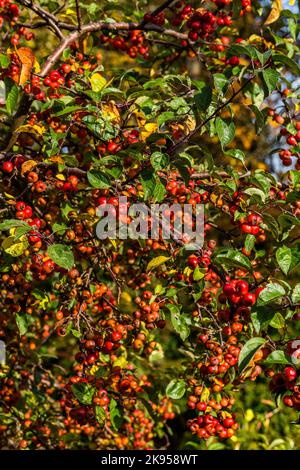 Red crab apples on a tree in Autumn, Yorkshire. Stock Photo