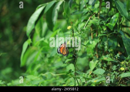 Yellow butterfly sitting on green leaf Stock Photo