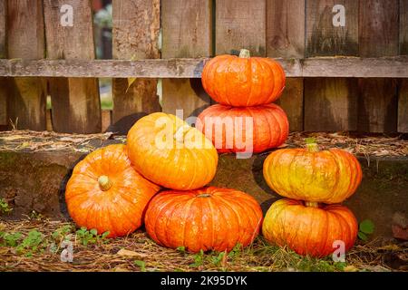 Pumpkins at the fence are stacked in cheap decor for Halloween close-up, a celebration of the holiday. Stock Photo