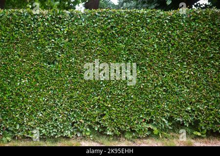 Natural green leaf wall, Texture background Stock Photo