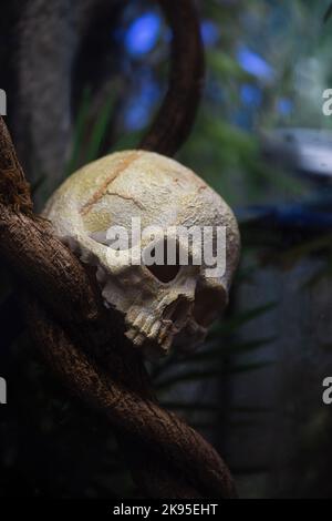 Scary artificial human skull for halloween design Stock Photo