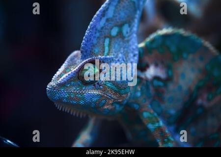 Small cute chameleon in the terrarium Stock Photo