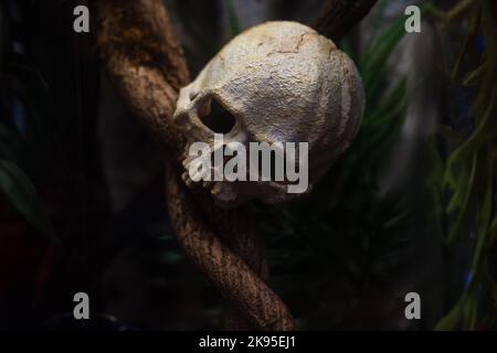 Scary human skull for halloween design Stock Photo