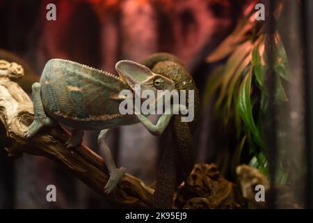 Small cute chameleon in the terrarium Stock Photo