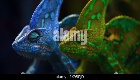 Two chameleons in different color Stock Photo