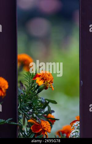 orange african marigold flowers in  garden Stock Photo