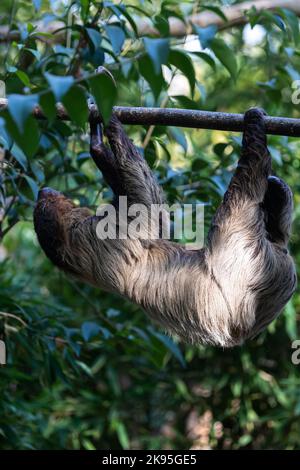 three-fingered sloths  hanging on tree branch