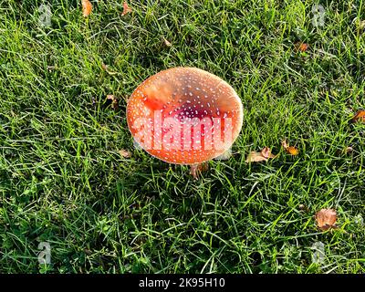 A toadstool stands on a green meadow. Stock Photo