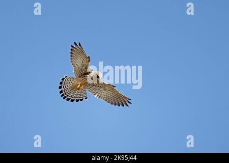 Female Common Kestrel in flight at Mewslade on the Gower Wales UK Stock Photo
