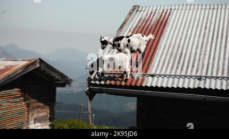 A beautiful shot of two white goats with black spots on metal roof in rural area in Niederau Wildschonau Austria Stock Photo