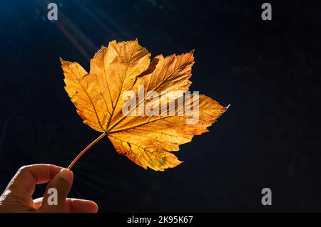 Close-up image of someone of color holding a golden autumn leaf against the sun Stock Photo