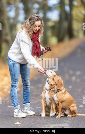 A young woman feeds her two dogs treats for obedient behavior. Stock Photo