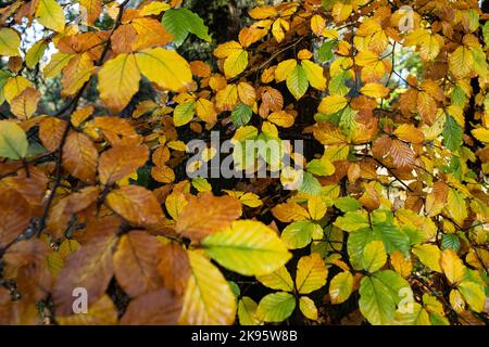Beech tree leaves in autumn Stock Photo
