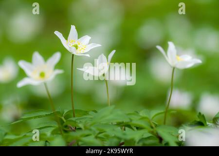 Wood Anemone (Anemone nemorosa) flowers on a woodland floor in spring. Stock Photo