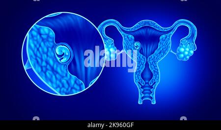 Implanted human embryo concept and successful pregnancy implantation in the uterus as a growing fetus in a female body obstetrics and gynecology Stock Photo