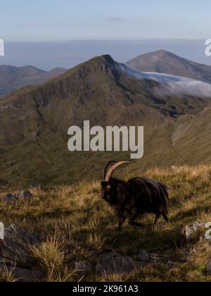 Mountain goat roaming around Snowdon, Yr Aran in the background. Stock Photo