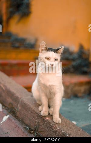 A vertical closeup of a white stray cat sitting on a pavement Stock Photo