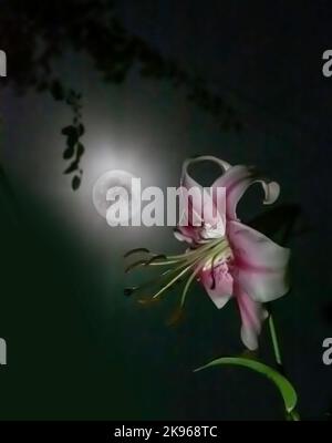 Pale pink Lily Stock Photo - Alamy