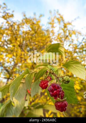 Ripe raspberries hanging on a branch in the autumn garden Stock Photo