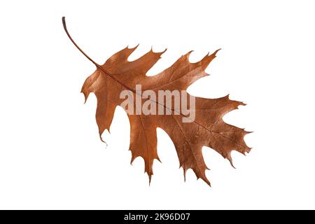 Autumn oak leaf isolated on white background Stock Photo