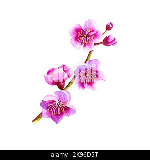 Sakura. Flowering branch of a cherry tree. Watercolor illustration. Isolate on a white background. For compositions, textile and packaging patterns, p Stock Photo