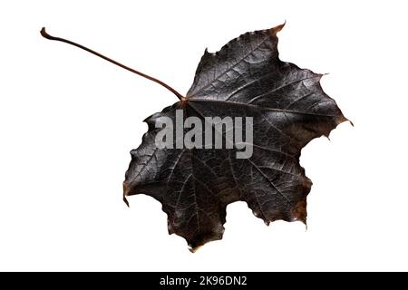 black autumn maple leaf isolated on white background Stock Photo