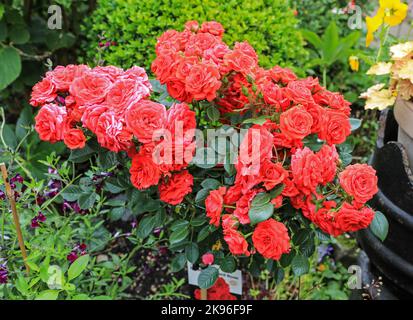 A red patio standard rose bush called 'Birthday Wishes' with lots of flowers, England, UK Stock Photo