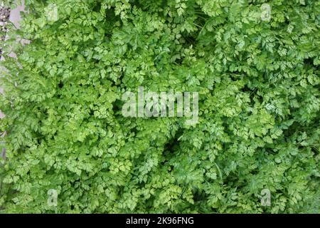 Chervil (Anthriscus cerefolium) in herb garden. Stock Photo