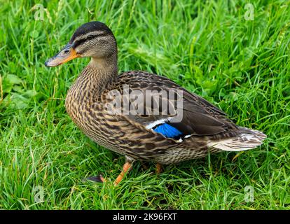 A female Mallard duck or wild duck (Anas platyrhynchos) walking on grass, England, UK Stock Photo