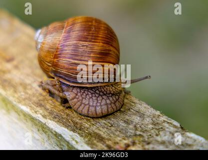 Roman snail - latin Helix pomatia - known as Burgundy snail or escargot in Palace Park during summer in Rozalin village in Mazovia region of Poland Stock Photo