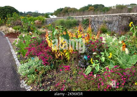 A colourful mixed herbaceous garden flower bed in autumn flowering with sunflowers dahlias michaelmas daisies National Botanic Garden of Wales 2022 UK Stock Photo