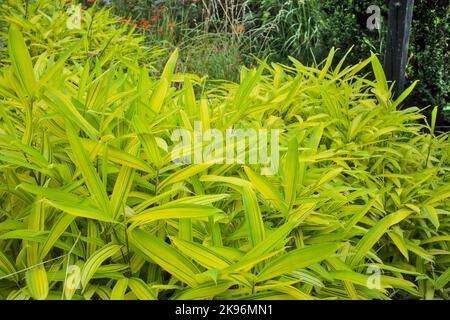 Close up of Variegated Bamboo Pleioblastus auricomus Stock Photo