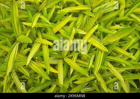 Close up of Variegated Bamboo Pleioblastus auricomus Stock Photo