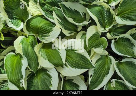Variegated Hosta Iona leaves filling the frame Stock Photo