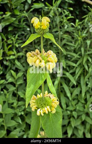 Phlomis Russeliana plant - yellow in bloom Stock Photo