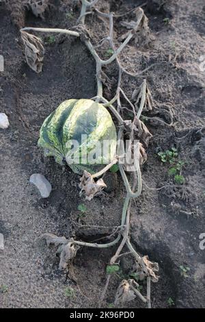 Crown of Thorns Gourd crawls over washed sandy Soil Stock Photo