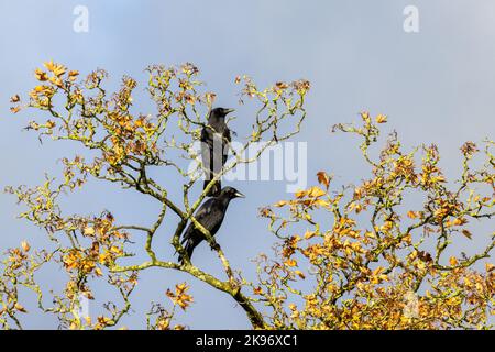 Two carrion crows (Corvus corone) perched in the treetop of a sycamore tree with golden autumn leaves in the sunshine, UK Stock Photo
