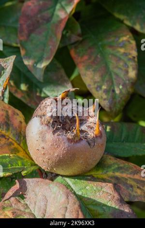 Medlar fruit close-up with leaves Stock Photo