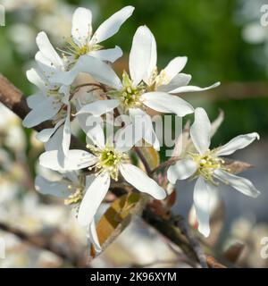 Juneberry (Amelanchier lamarckii), blooms of springtime Stock Photo