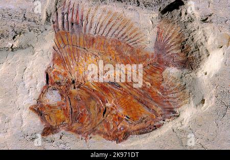 Deep Sea Fish Fossil, Pycnosteroides levispinous, Middle Cretaceous, Lebanon Stock Photo