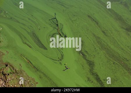Dark green colored algae that fill the lake. Stock Photo