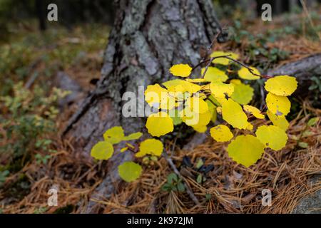 Group of bright yellow leaves near forest floor in autumn Stock Photo