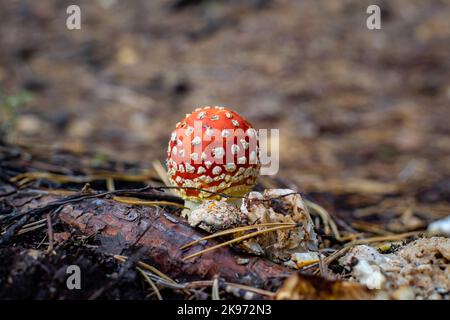Young fly agaric (Amanita muscaria) close-up in autumn forest