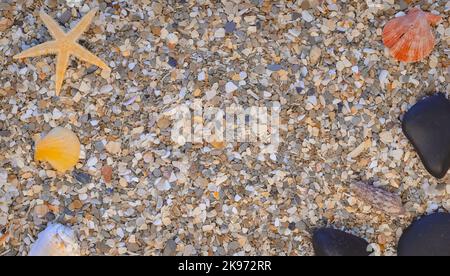 Shells on a background of pebbles and small broken shells with free space. Stock Photo