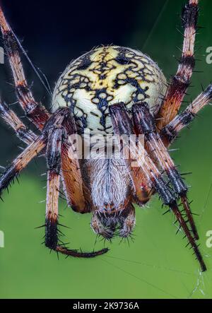 Western Spotted Orbweaver also a Zig-Zag Spider, Neoscona oaxacensis Stock Photo